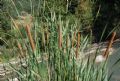 Typha angustifolia